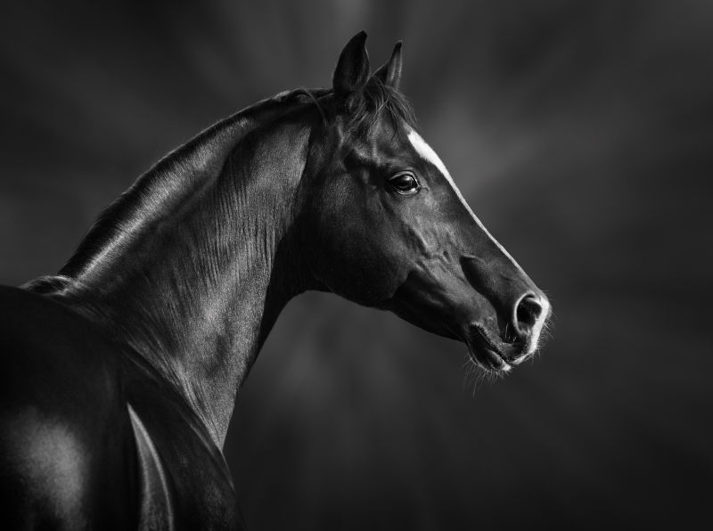 Άλογο: η ομορφιά του μέσα μας