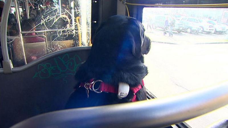 Αυτόνομη σκυλίτσα χρησιμοποιεί καθημερινά λεωφορείο