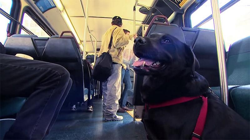 Αυτόνομη σκυλίτσα χρησιμοποιεί καθημερινά λεωφορείο