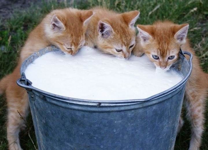 Γάλα στη γάτα; 