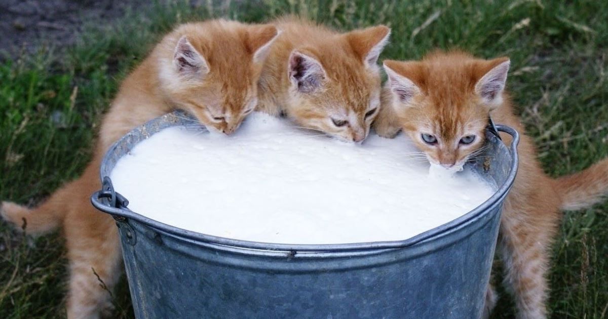 Γάλα στη γάτα; 