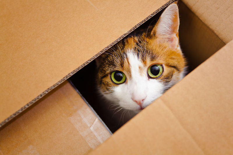 Γιατί οι γάτες κρύβονται σε κούτες;