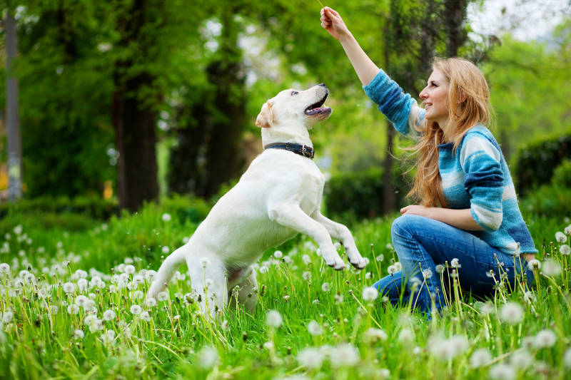 dog and woman playing in nature