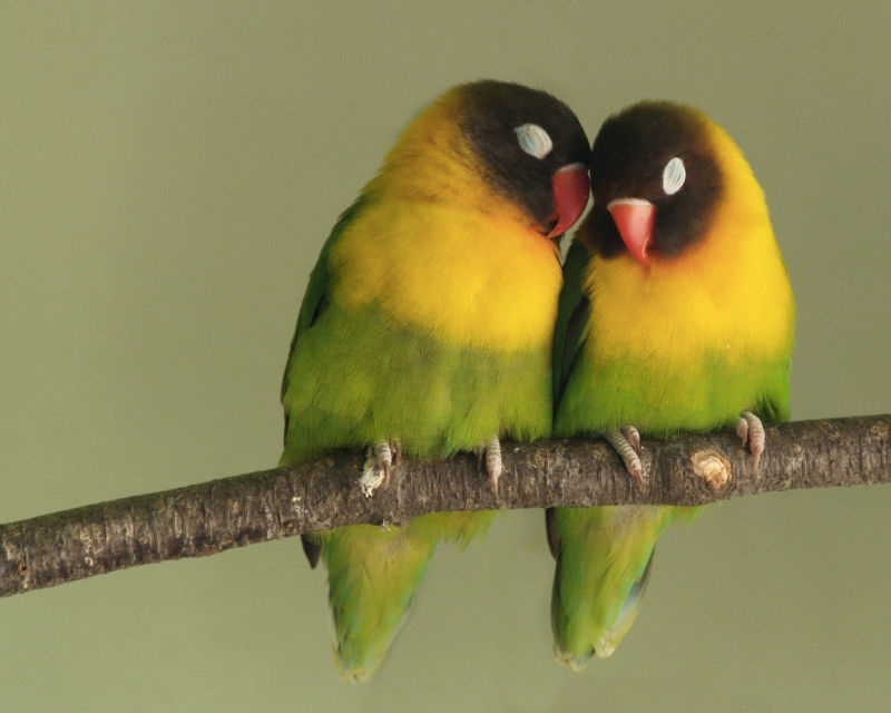 lovebirds: ΤΑ ΠΟΥΛΙΑ ΤΗΣ ΑΙΩΝΙΑΣ ΑΓΑΠΗΣ