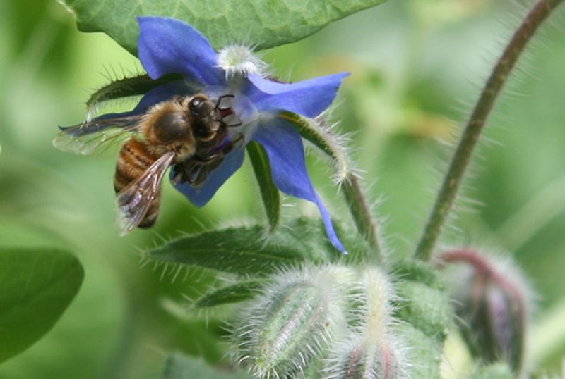 Μέλισσες: Δώστε τους τον χώρο που τους αξίζει!