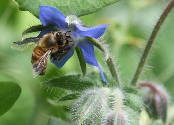 Μέλισσες: Δώστε τους τον χώρο που τους αξίζει!