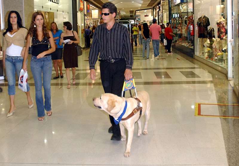 mentor guide dogs for the blind: Η σχολή εκπαίδευσης σκύλων που θα αλλάξει την κοινωνία μας