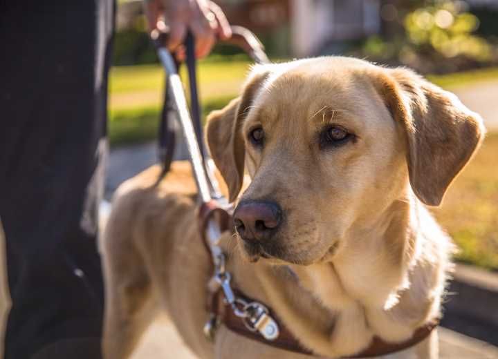 mentor guide dogs for the blind: Η σχολή εκπαίδευσης σκύλων που θα αλλάξει την κοινωνία μας