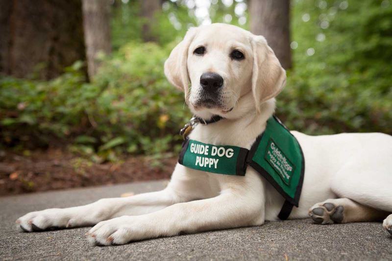 mentor guide dogs for the blind: Η σχολή εκπαίδευσης σκύλων που θα αλλάξει την κοινωνία μας