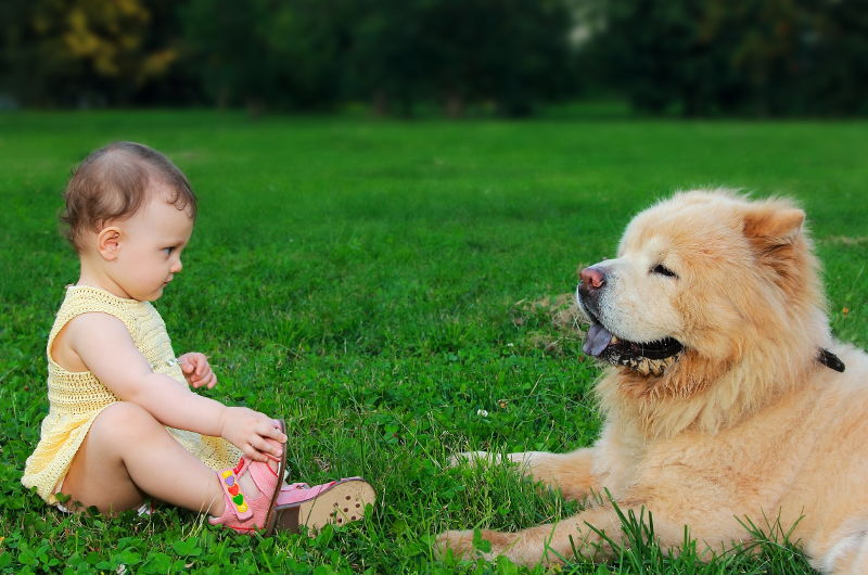 Μικρό παιδί, Μεγάλο σκυλί: Γιατί είναι καλό να συμβιώνουν!