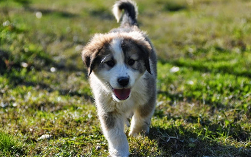 Μολοσσός της Ηπείρου puppy