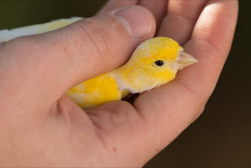 little bird on womans hand