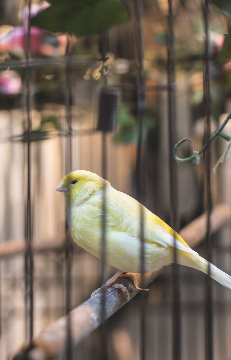 bird in cage - pouli se klouvi