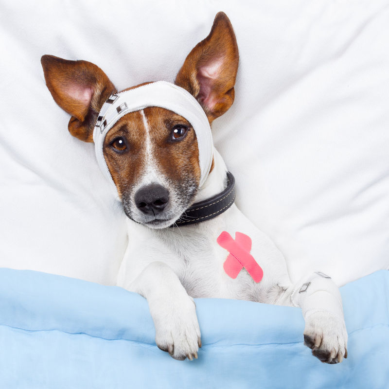 wounded dog in bed