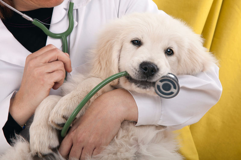 puppy in doctor