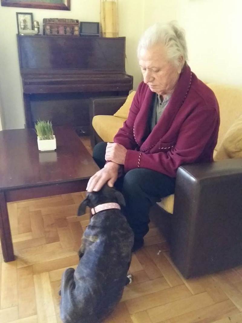 Σκυλιά θεραπεύουν ηλικιωμένους 