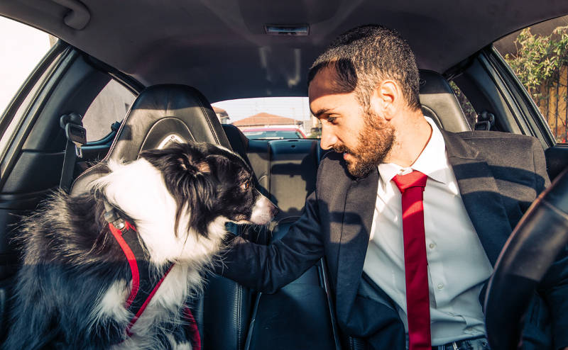 man and dog discussing in the car