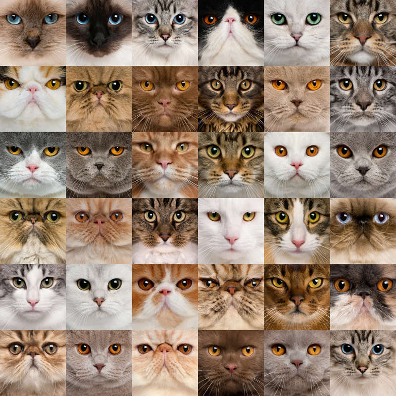 cats faces goutsou goutsou niaou